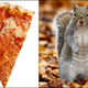 Left: slice of pizza; Right: squirrel standing on hind legs